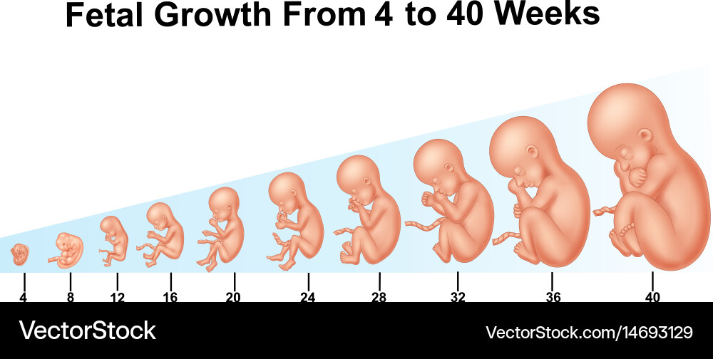 Fetal growth from 4 to 40 weeks vector image