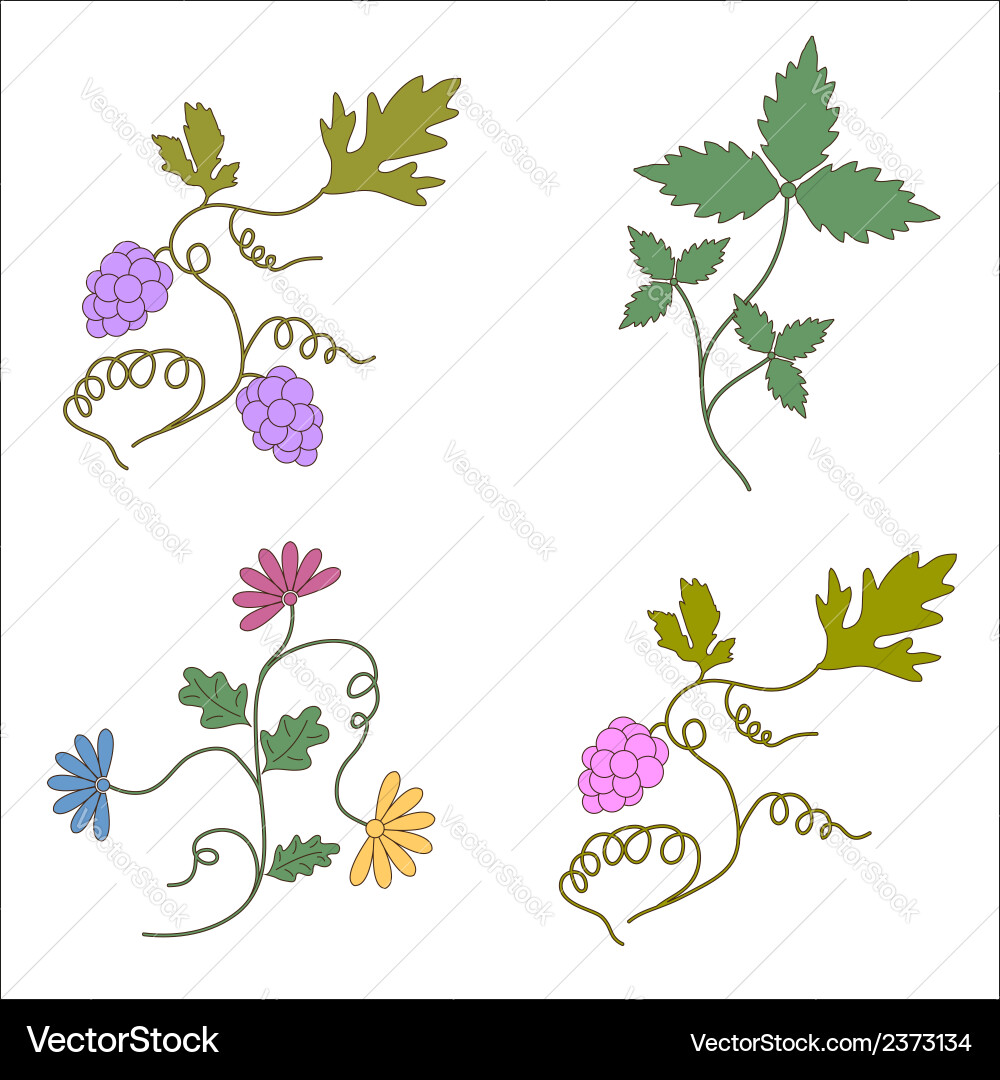 Grapevine wine design elements a set vector image