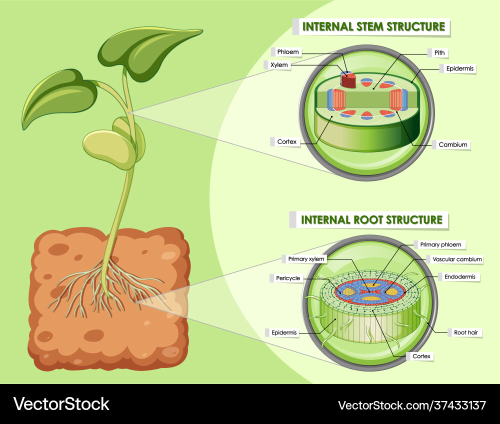 Diagram showing stem and root structure Diagram showing stem and root structure vector image
