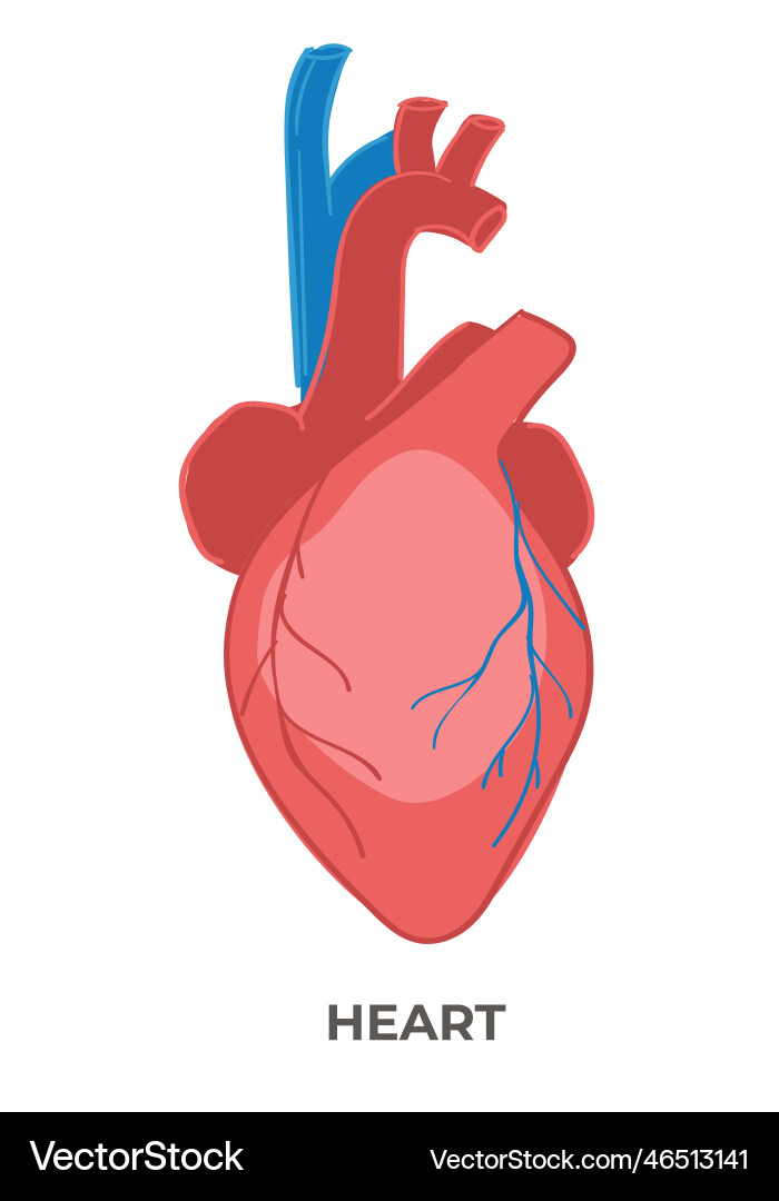 Heart organ of human body biology and anatomy Heart organ of human body biology and anatomy vector image