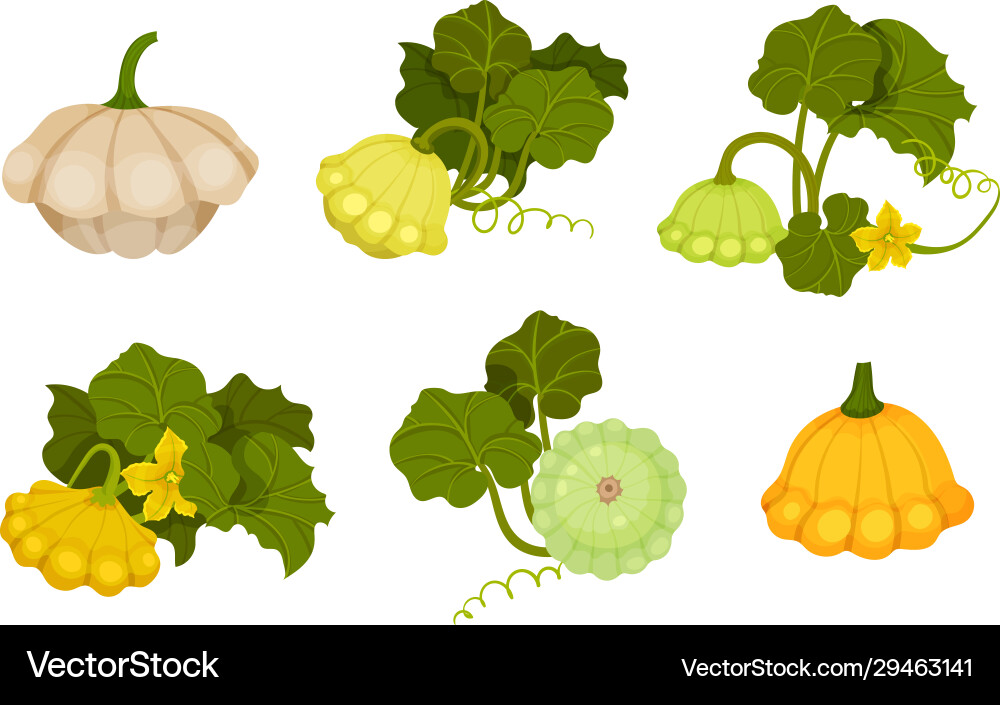 Ripe bush pumpkin or custard squash with green Ripe bush pumpkin or custard squash with green Vector Image