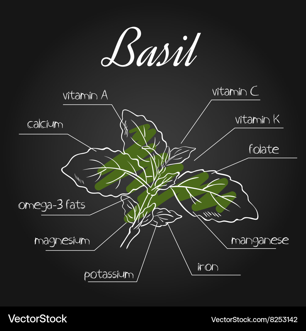 Nutrients list for basil on chalkboard backdrop vector image