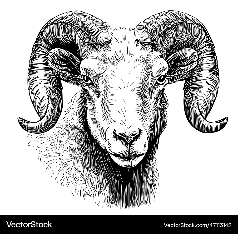 Ram Gesicht Skizze Hand in doodle Stil gezeichnet Ram Gesicht Skizze Hand in doodle Stil gezeichnet vektorbild