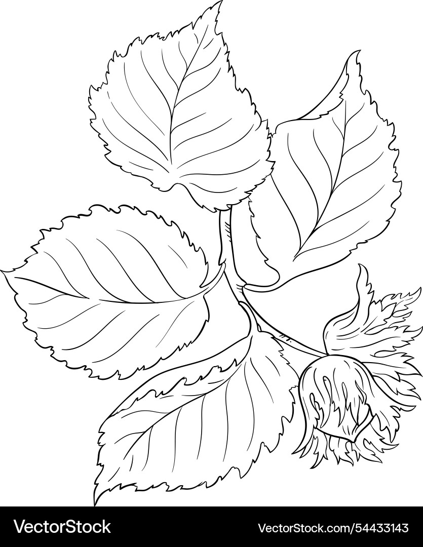 Hazelnut branch with nutsoutline Hazelnut branch with nutsoutline vector image