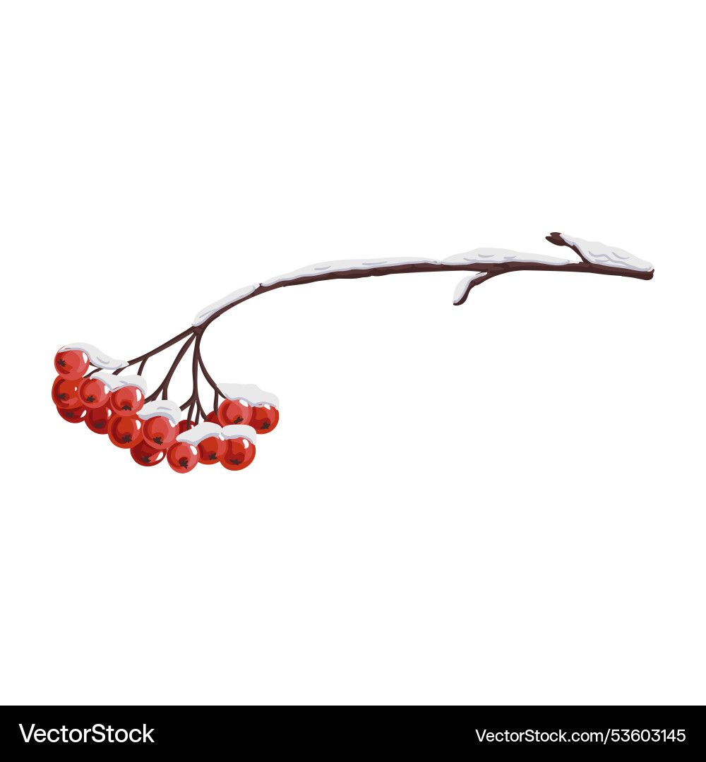 Tree branch with berries in winter Tree branch with berries in winter vector image