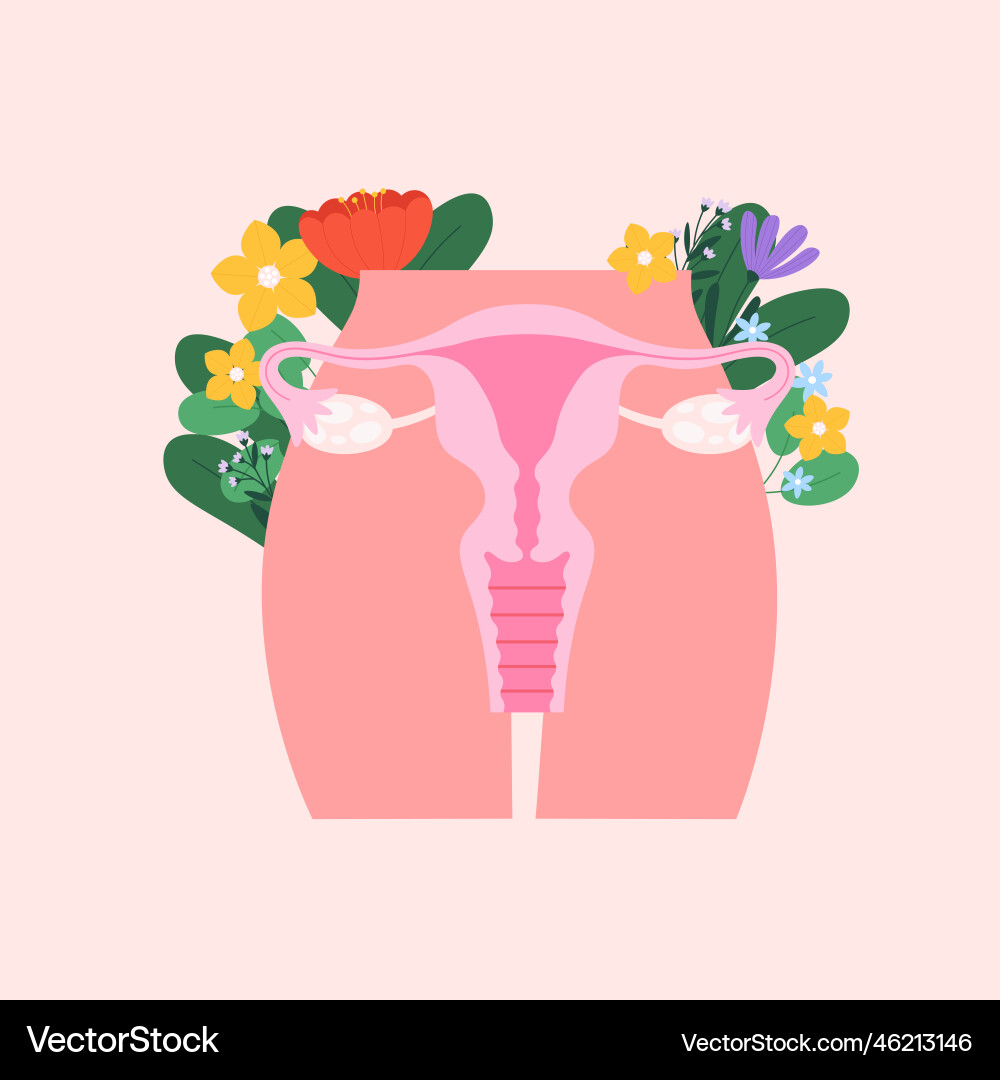 weibliche reproduktive System poster Frauen Periode Weibliche reproduktive System poster Frauen Periode vektorbild