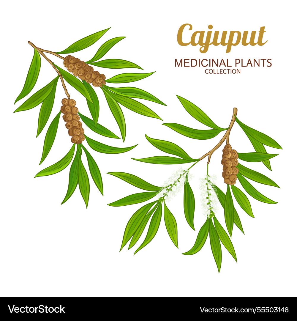 Cajuput branch colored detailed Cajuput branch colored detailed vector image