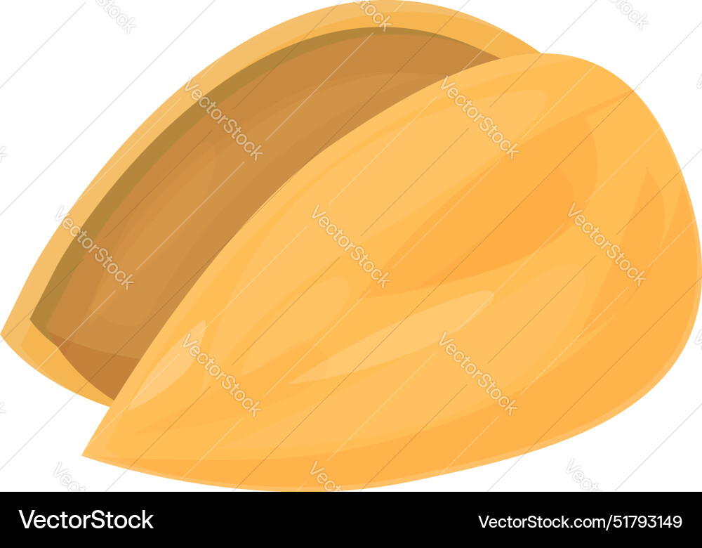 Almond shell lying open on white background Almond shell lying open on white background vector image