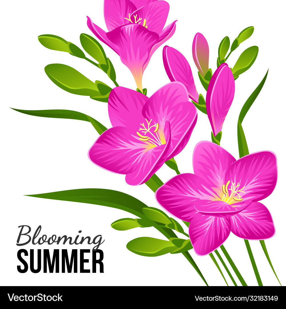 Festive banner with blooming pink freesias Festive banner with blooming pink freesias vector image