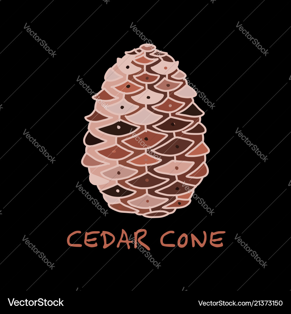 Cedar cone sketch for your design Cedar cone sketch for your design vector image
