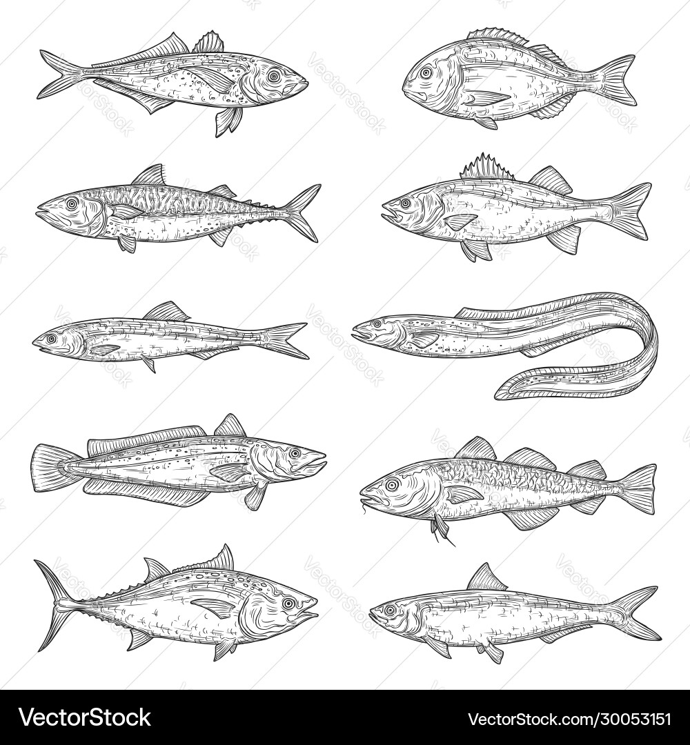 Salmon tuna mackerel carp cod fish sketches Salmon tuna mackerel carp cod fish sketches vector image