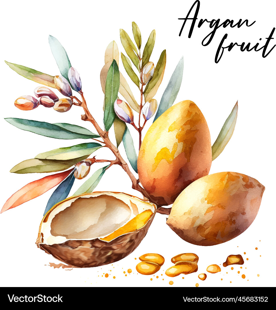 Branch of the argan tree can be used as a design Branch of the argan tree can be used as a design vector image