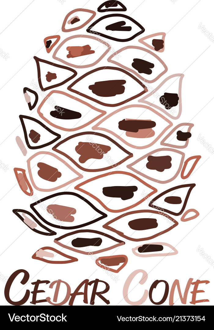 Cedar cone sketch for your design vector image