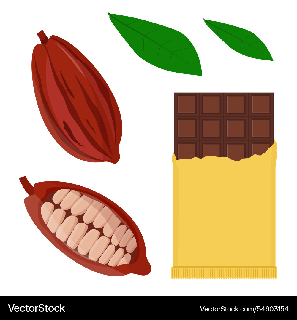 Cocoa pod with leafs half sliced cacao Cocoa pod with leafs half sliced cacao vector image
