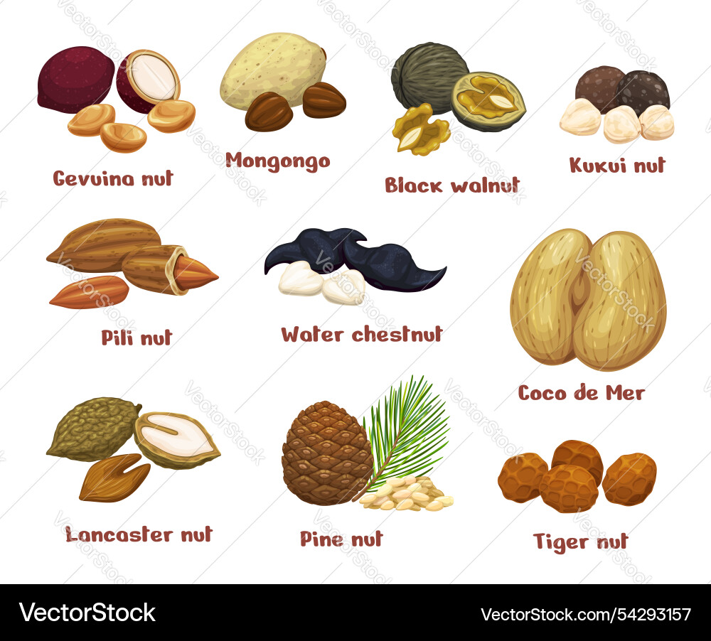 Cartoon uncommon unusual and unique nuts Vector Image