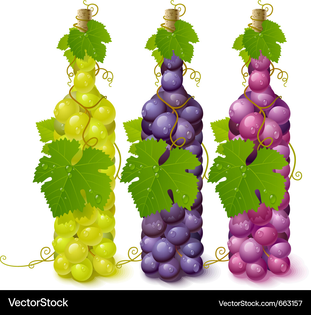 Grapevine Bottles with Grapes vector image