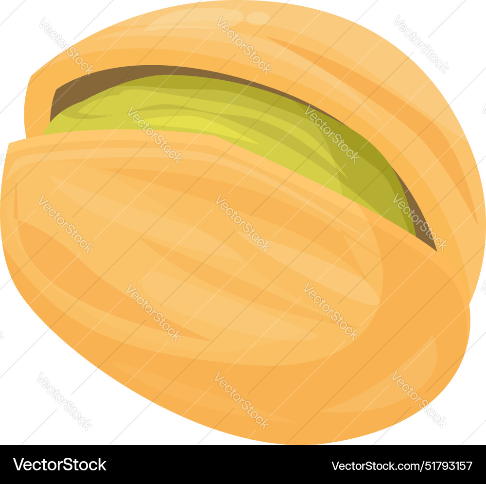 Opened pistachio showing nut inside shell Opened pistachio showing nut inside shell Vector Image