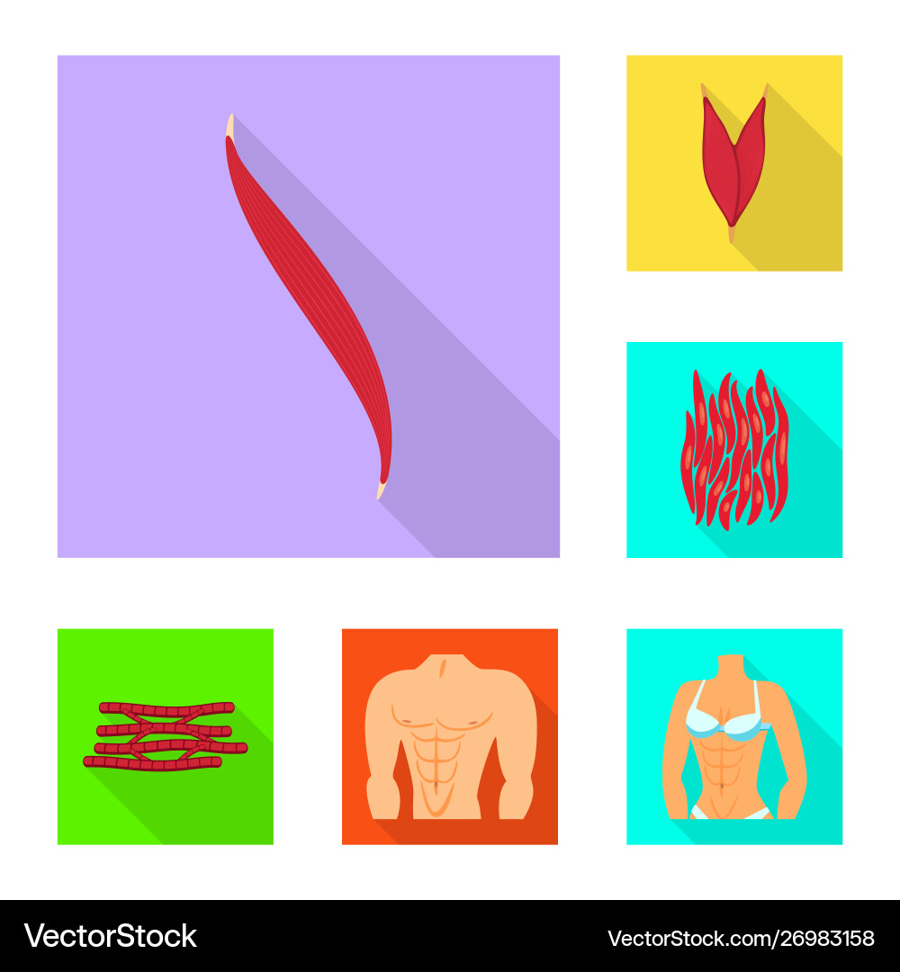 Isolated object muscle and cells symbol set Vector Image