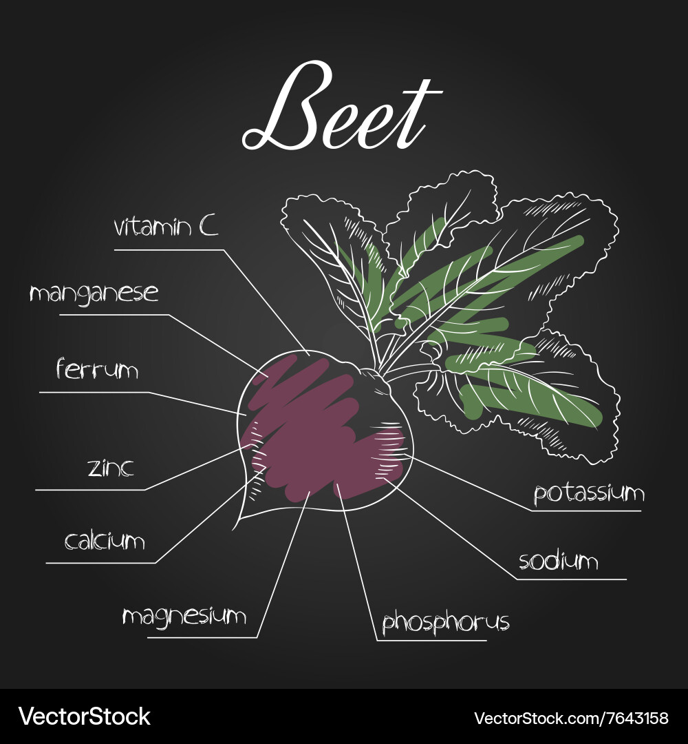 Nutrient list for beet vector image
