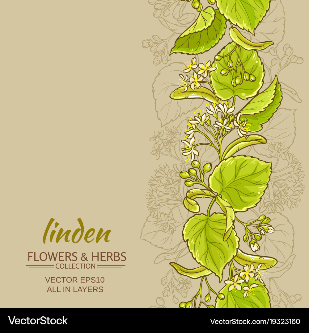 Linden Tree Branch Pattern vector image