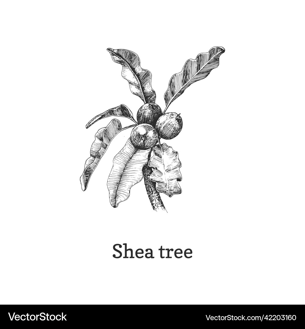 Shea tree branch with nuts sketch Shea tree branch with nuts sketch vector image