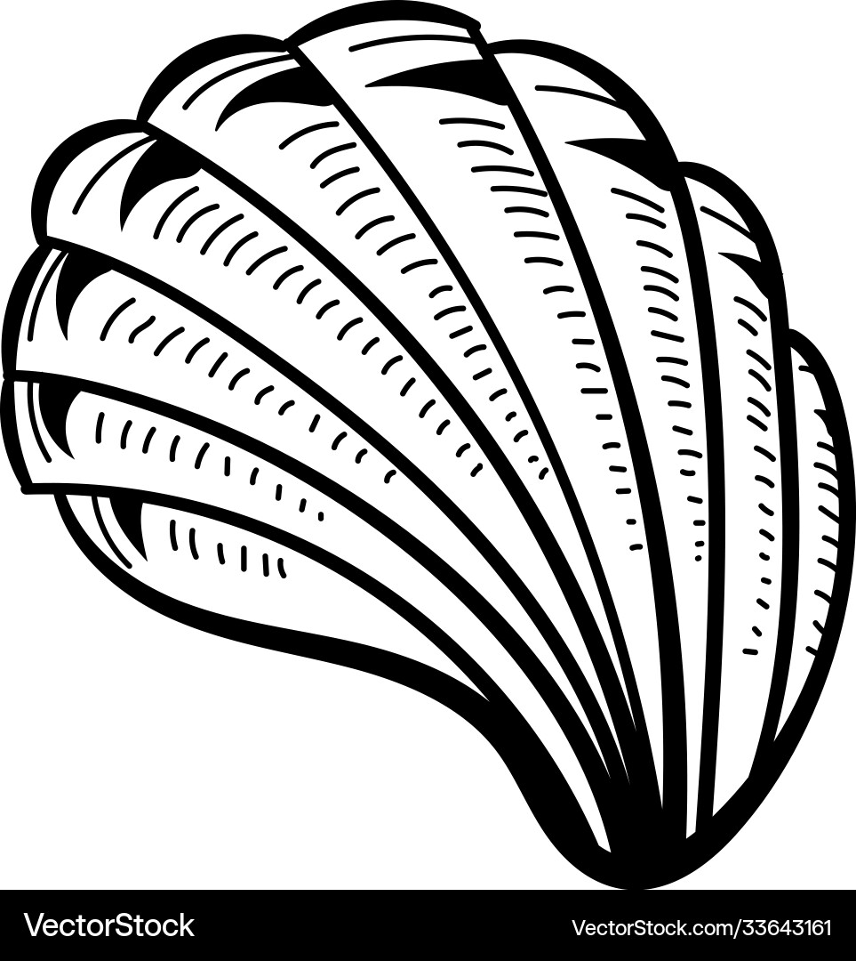 Angular murex seashell hand drawn Vector Image