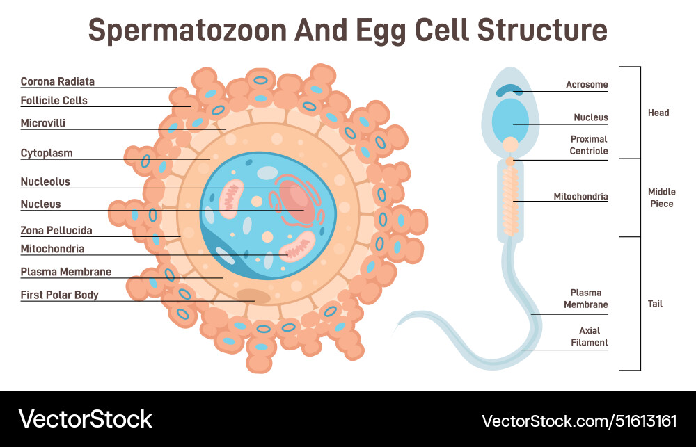 Female egg cell and sperm structure ovum Vector Image