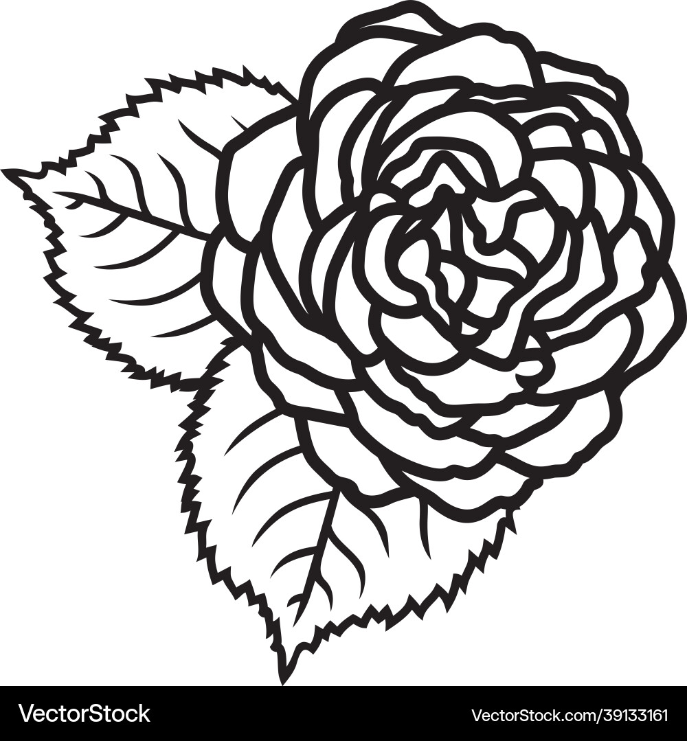 Rose outline