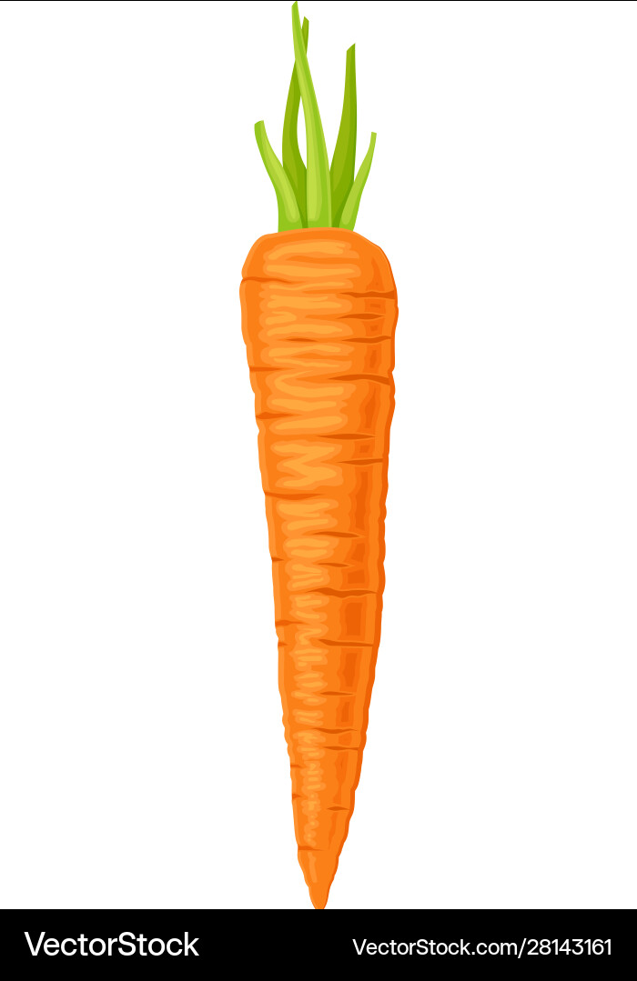 Whole carrot with cutout top leaves element Whole carrot with cutout top leaves element vector image
