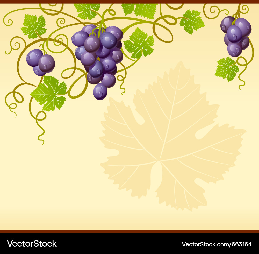 Elegant Grape Frame vector image
