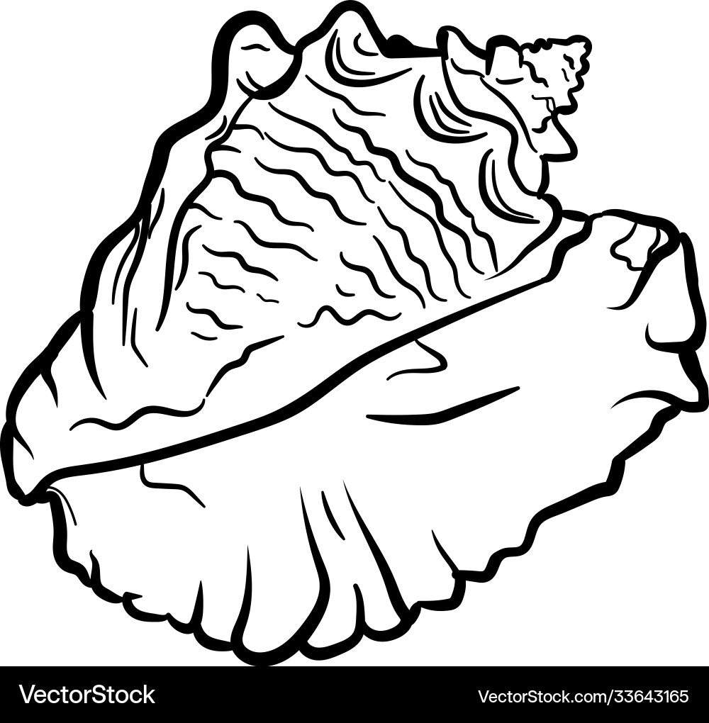 Angular murex seashell hand drawn Vector Image