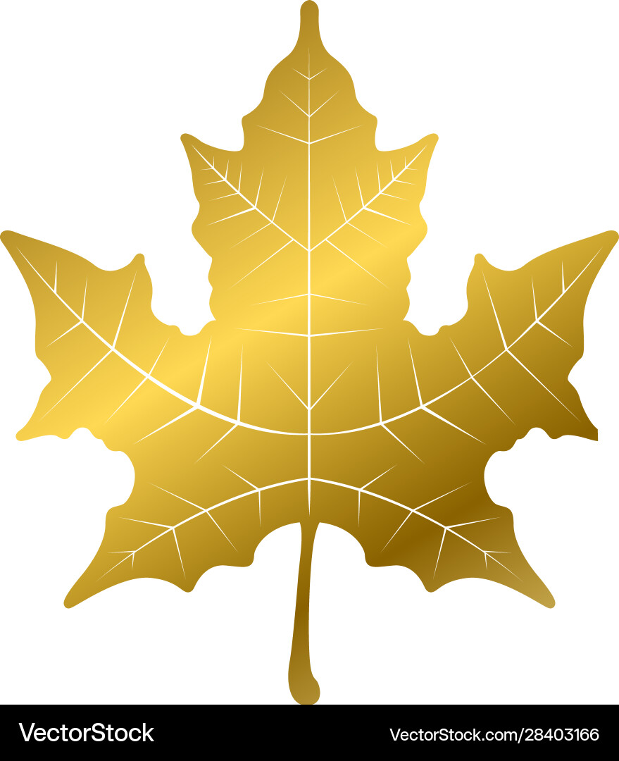 Golden maple leaf (28403166) – Royalty-Free Vector | VectorStock, image size:879x1080
