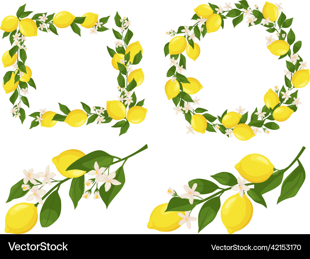 Flowering lemon branches branch frame with lemons Flowering lemon branches branch frame with lemons Vector Image