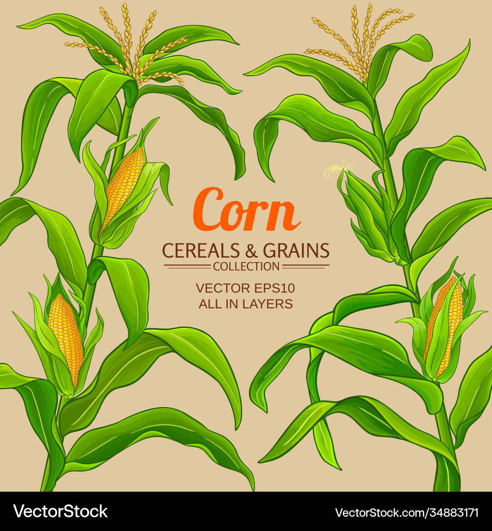 Corn frame vector image