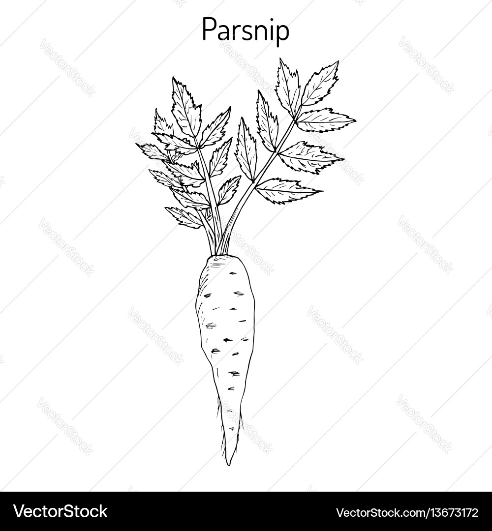 Parsnip Root - Botanical Drawing vector image