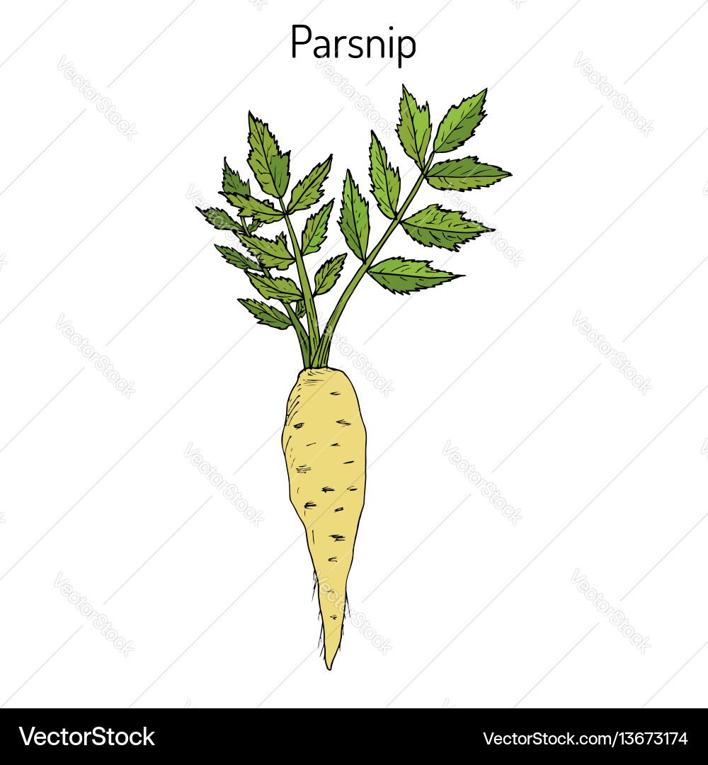 Parsnip Root Vegetable - Botanical vector image