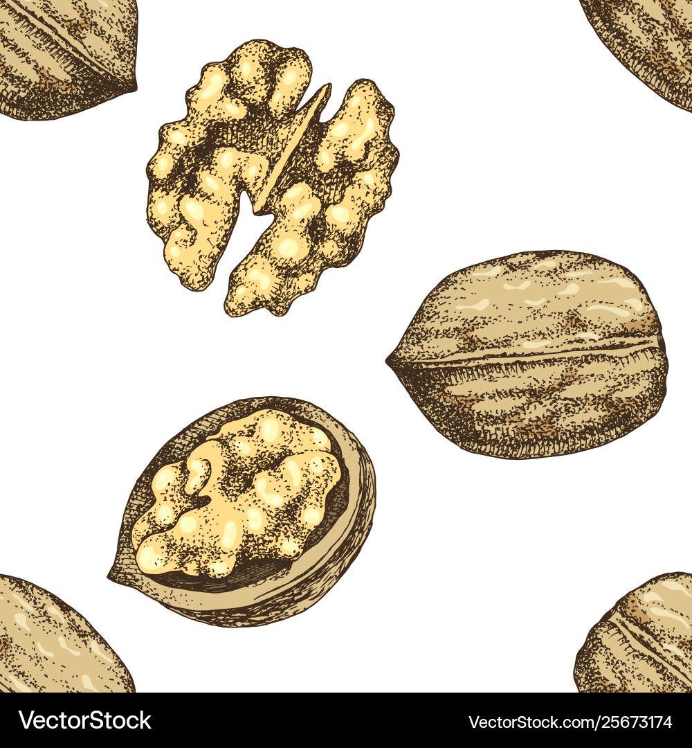 Seamless pattern with hand drawn walnut nuts Seamless pattern with hand drawn walnut nuts vector image