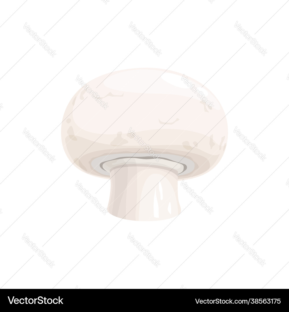 Champignon kleine essbare Pilze realistische Pilze Champignon kleine essbare Pilze realistische Pilze vektorbild