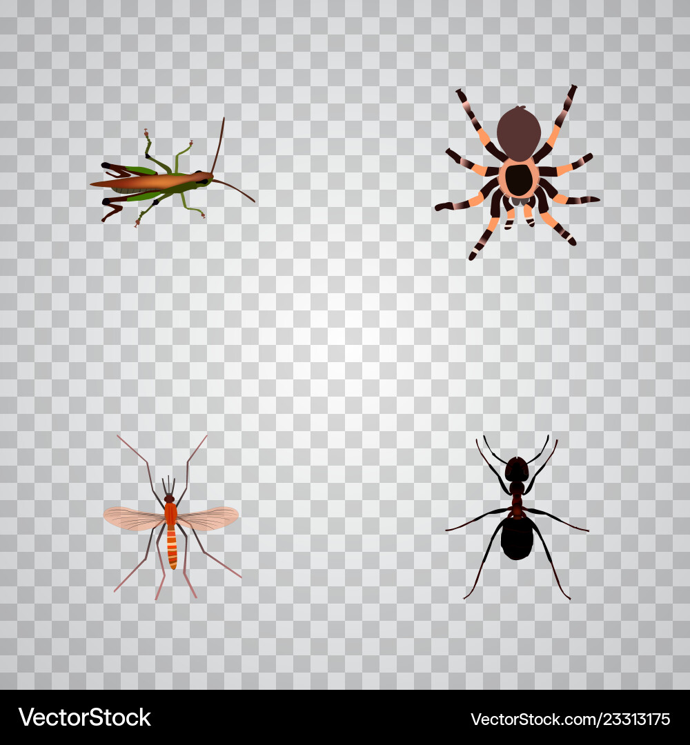 Set of insect realistic symbols with grasshopper vector image