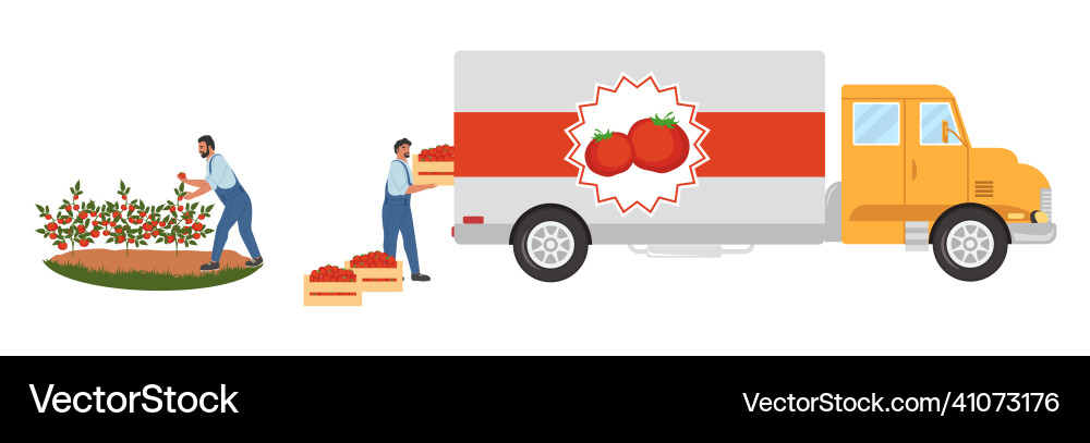 People picking red tomatoes and loading crates vector image