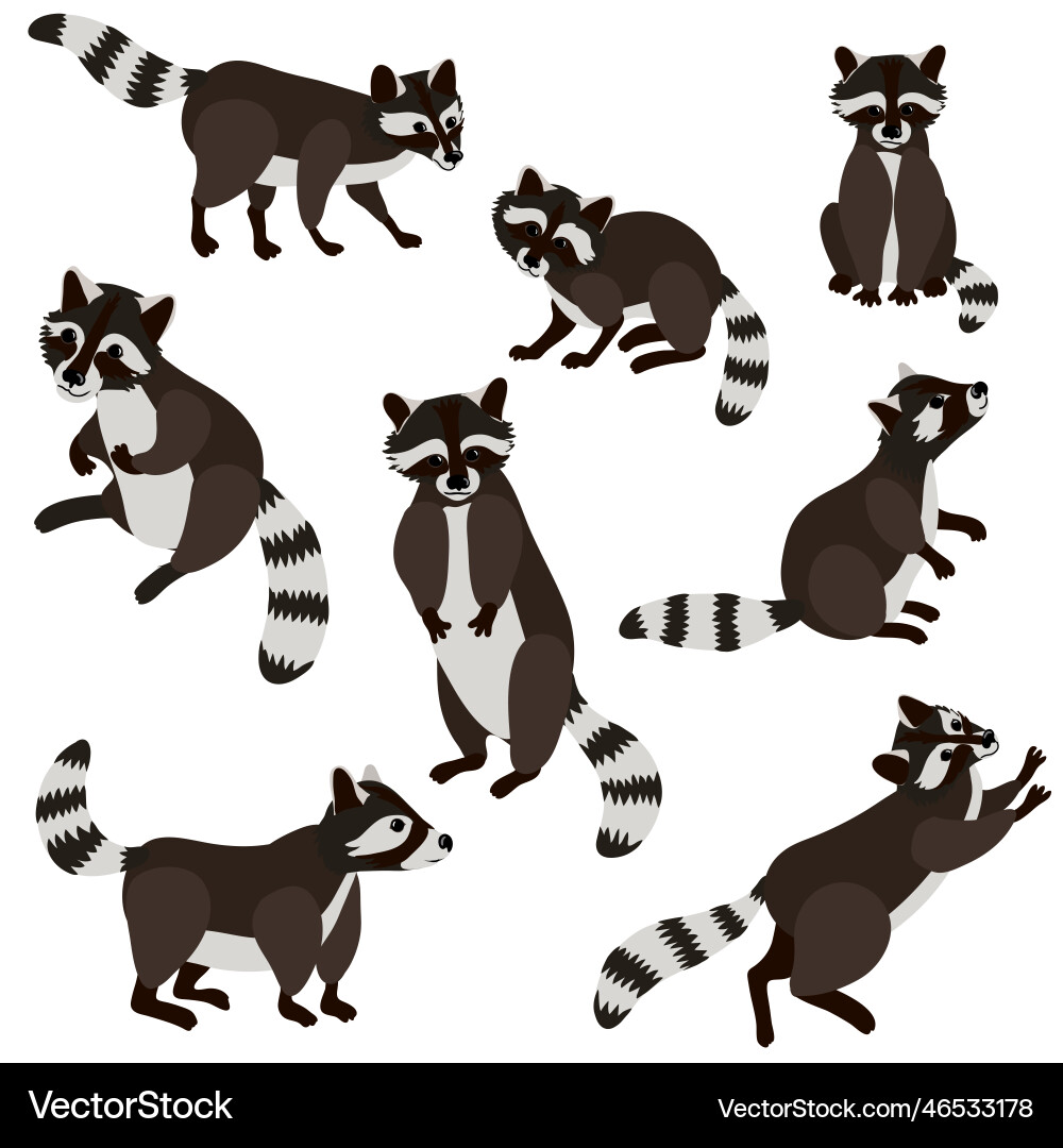 Drawing animals raccoons Royalty Free Vector Image