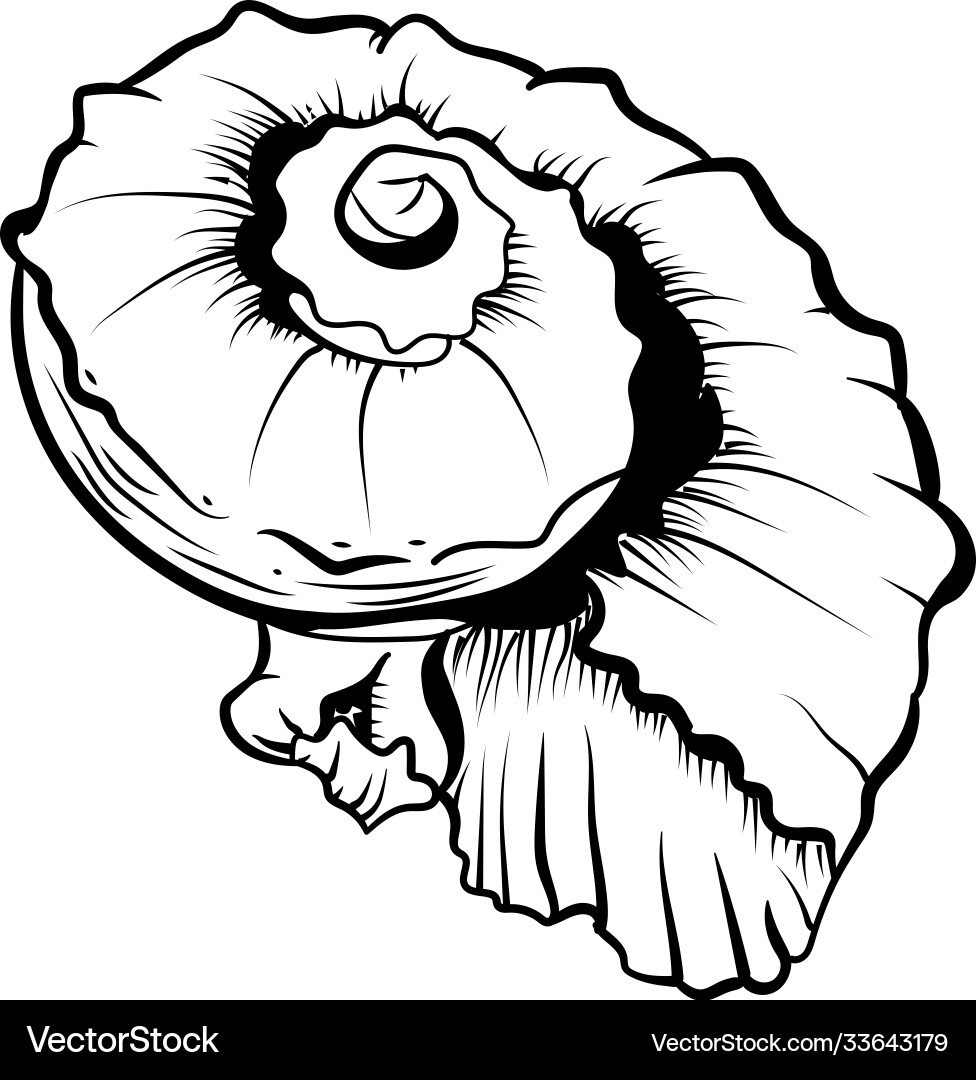 Angular murex seashell hand drawn Vector Image