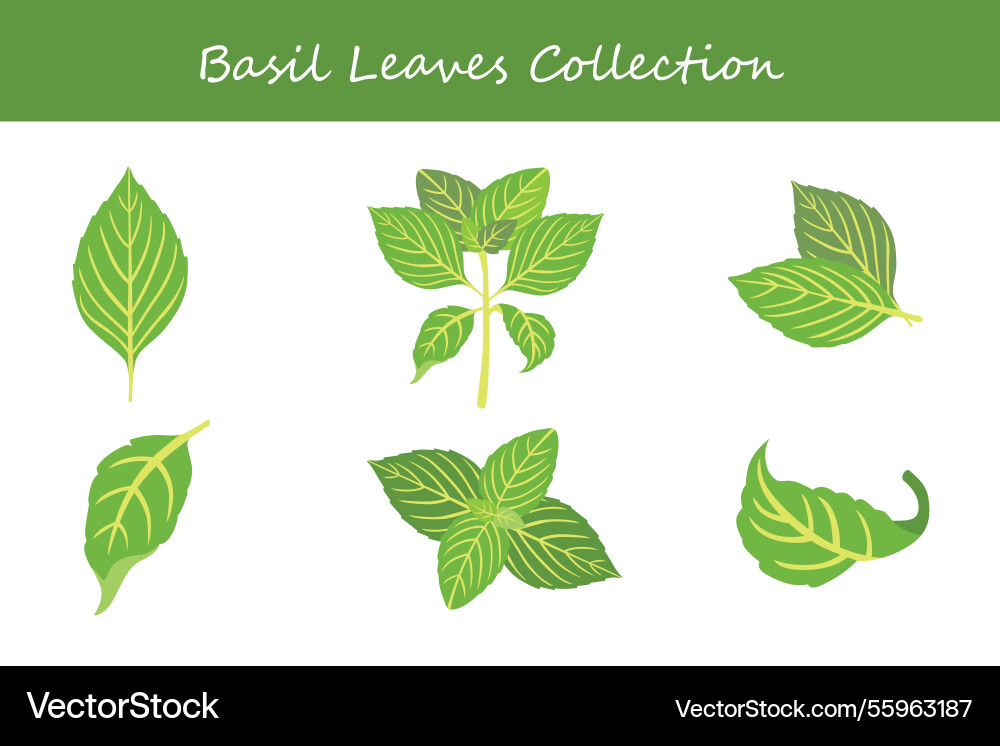 Basil leaves collection in different style Vector Image