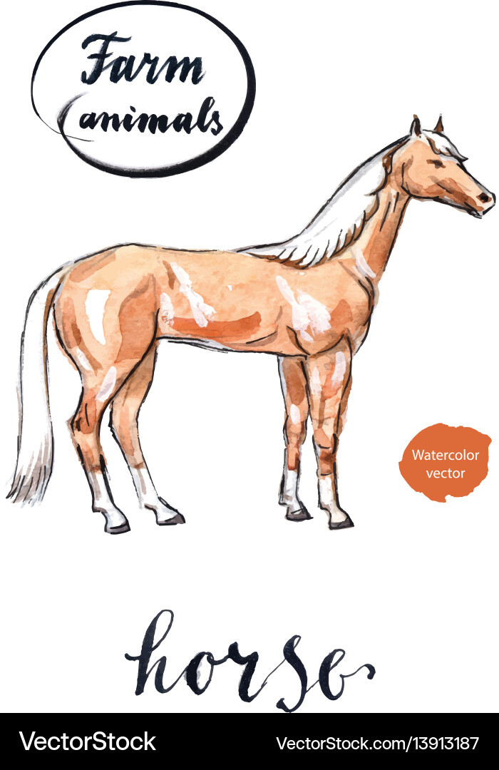 Elegant Arabian Horse Vector Image