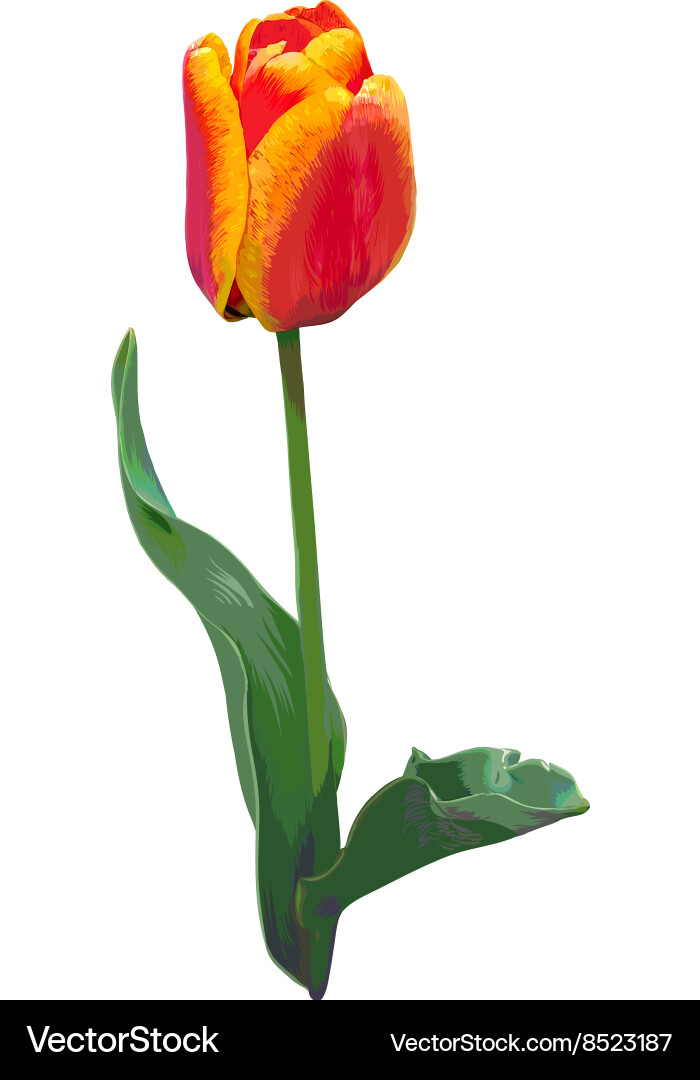 Realistic hand-drawn tulip Royalty Free Vector Image