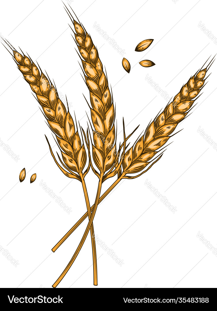 Wheat spikelets in engraving style design element Vector Image