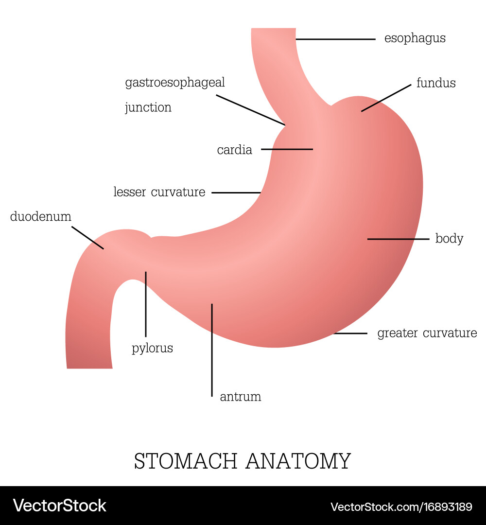 Structure and function of stomach anatomy system vector image