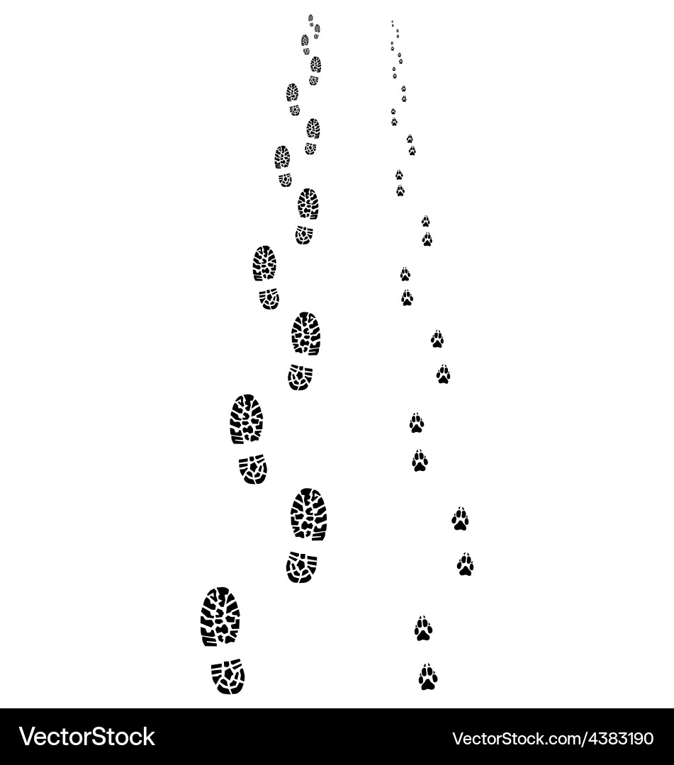 Animal Footprints vector image
