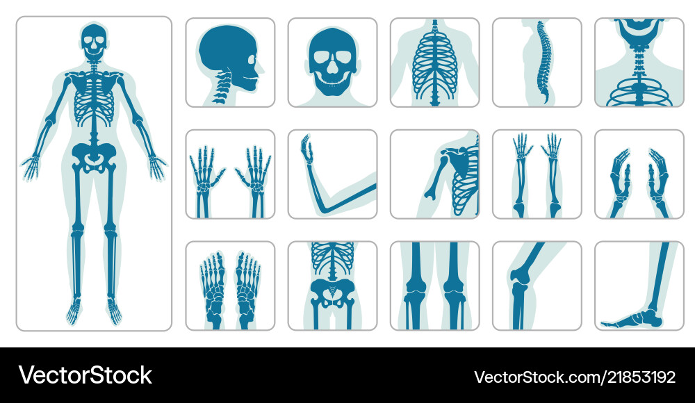 Menschliche Knochen orthopädischer und Skelett-Ikonensatz Menschliche Knochen orthopädischer und Skelett-Ikonensatz vektorbild