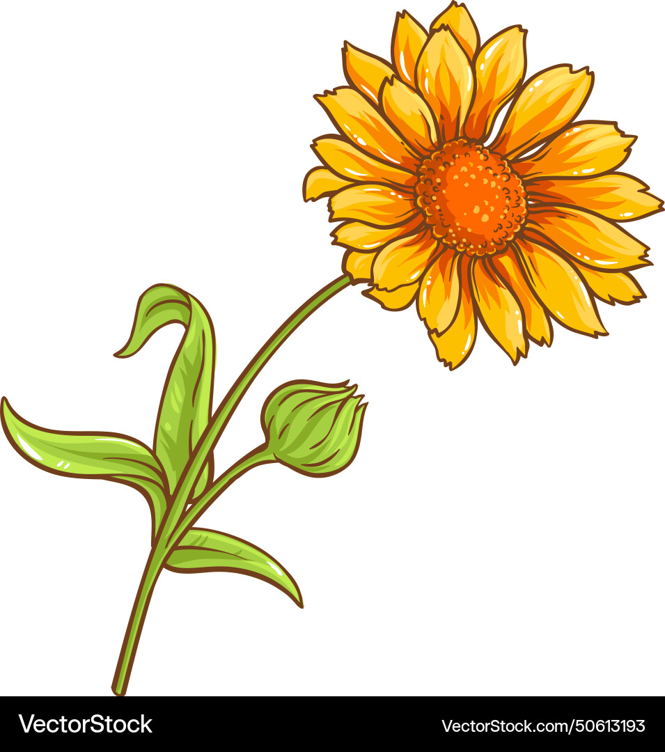Calendula plant colored detailed Royalty Free Vector Image
